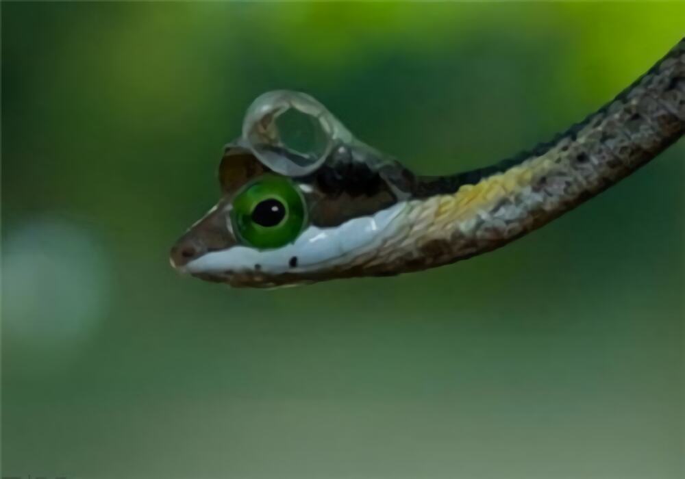 非洲树蛇身份信息