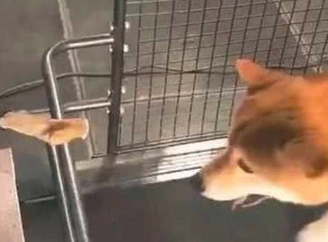 为了更好地激励自己柴犬减肥瘦身,网友竟想到这一方法,柴犬大写的生无可恋