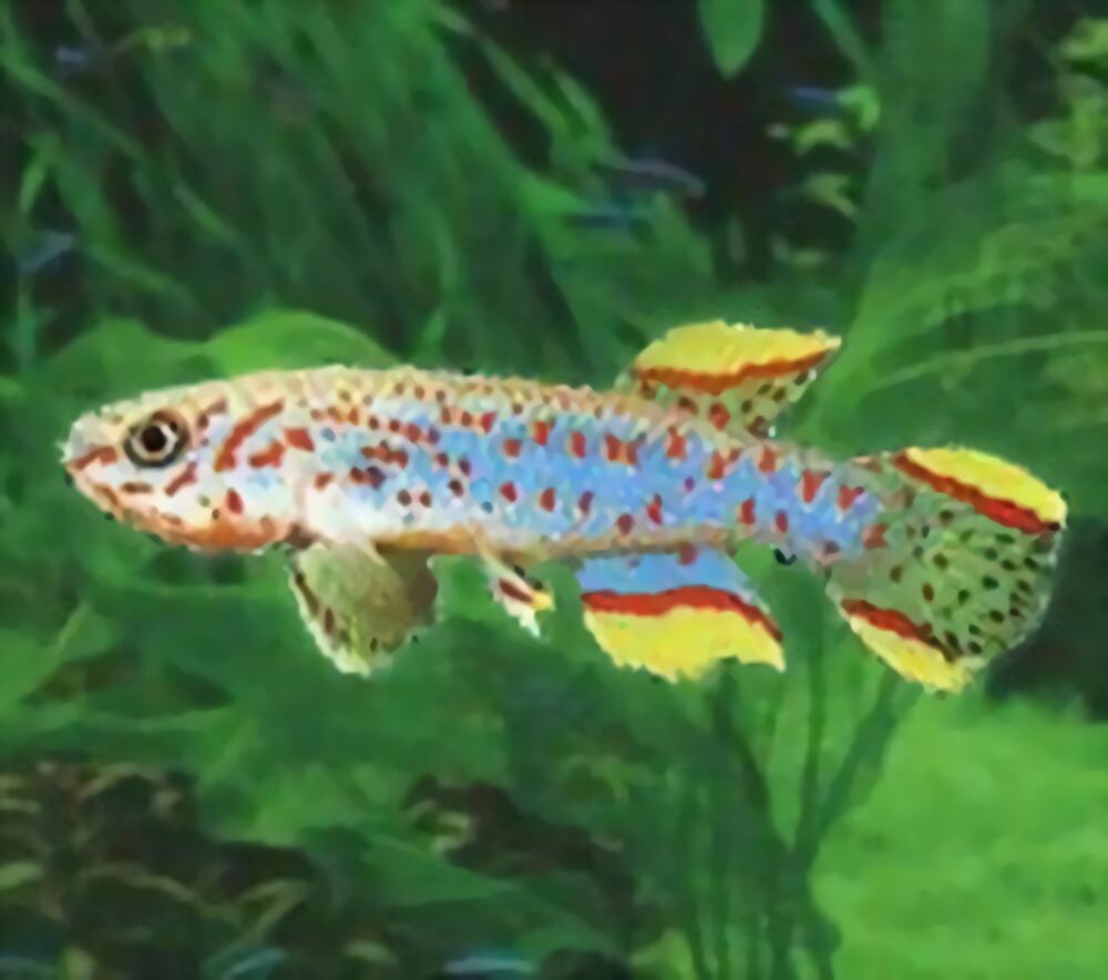 爱琴鱼身份信息