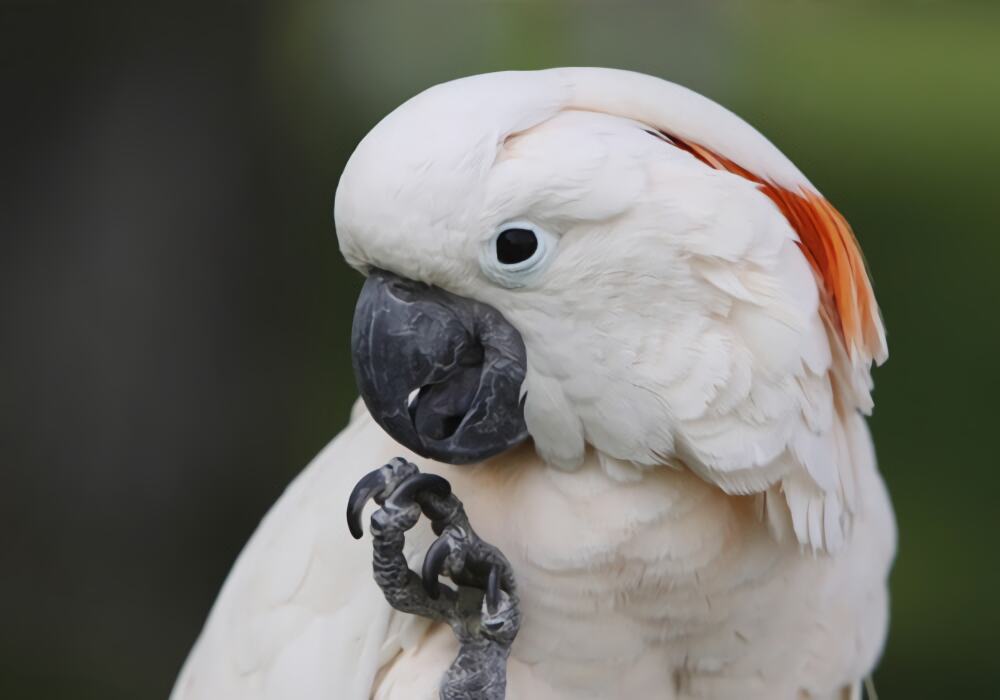 摩鹿加凤头鹦鹉身份信息