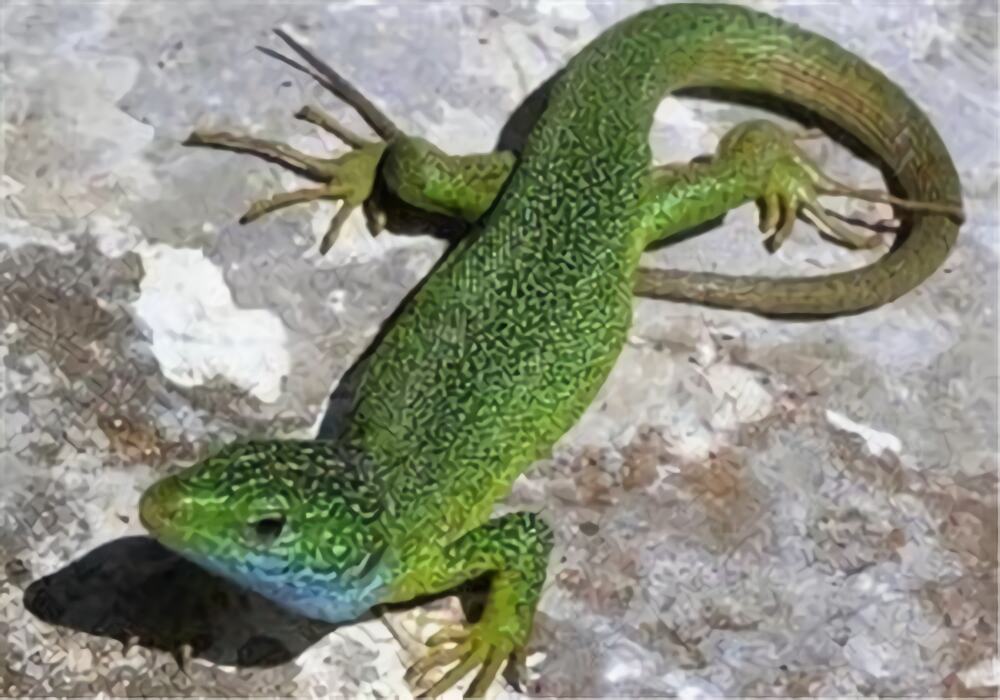 翠绿蜥身份信息