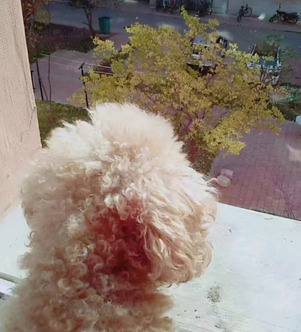 小泰迪走丢后出现意外车祸事故,女生听见狗狗的悲剧信息后,心态一下子无法控制