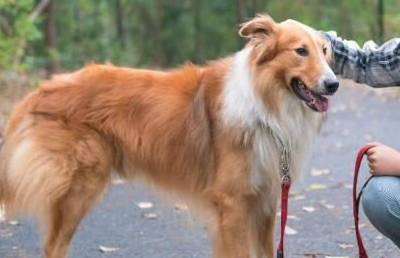 宠物狗又闹幺蛾子，这次在西安，主人称＂狗比娃金贵＂，坑狗啊！