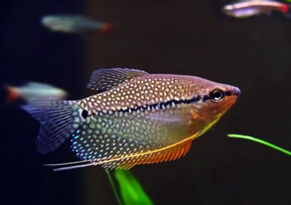 珍珠马甲身份信息