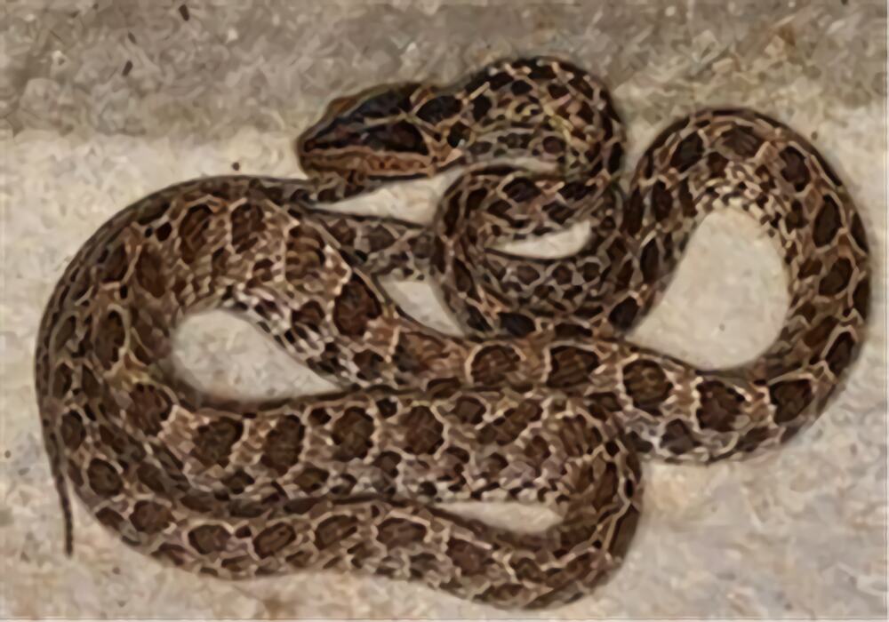 繁花林蛇身份信息