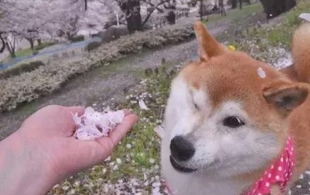 网友让柴犬闻花瓣香不香,柴犬立即回绝,不闻就不闻
