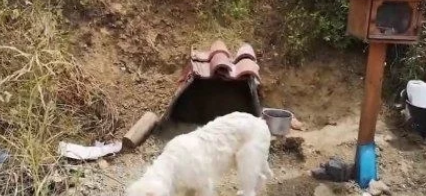 世界五大“忠犬八公”:20岁的拉布拉多拒绝离开去世的主人