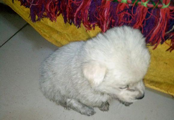 漂泊小奶狗溜进店内躲雨，被营业员拎出去后小家伙一脸委屈，辛酸