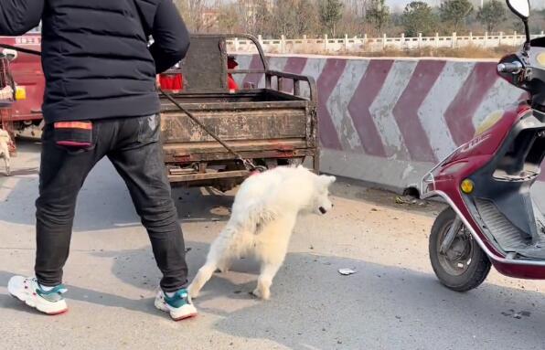 400块,漂亮萨摩耶不情愿地跟狗贩离开,看着狗狗依依不舍,大姐一直流眼泪