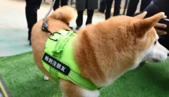被2次拍卖的柴犬登登有家了