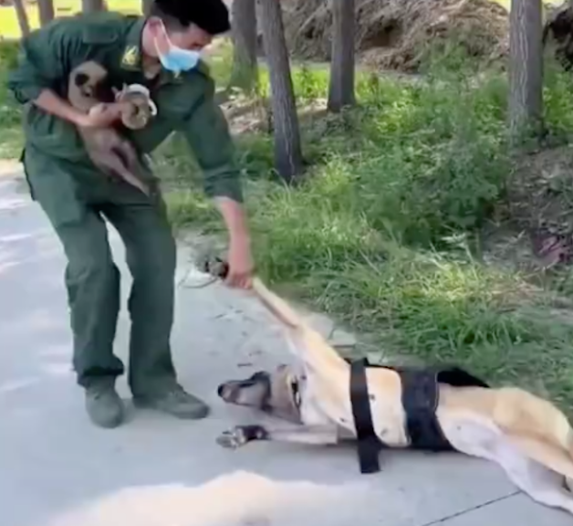 警犬看到主人怀里抱着小狗,竟然撒娇耍赖躺在地上,要背着才行