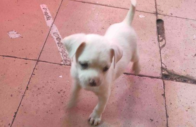 小奶狗出去玩太高兴，主人什么时候离去都不清楚，这下它急得直转圈圈