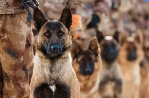 身怀绝技的军犬背后,有一群这样的兵……