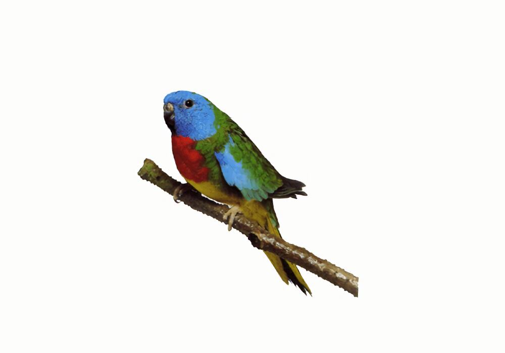 鲜红胸鹦鹉身份信息