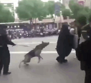 网红熊本熊在广场被警犬追咬,警察:稍息立正,你是警犬不是泼妇