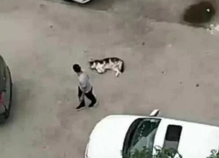 回到家不见二哈,趴在窗户上一看瞬间气哭,主人:傻狗,我不要了