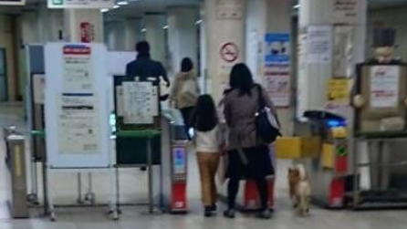 柴犬想通过身高优势逃票混入车站 不料被发现