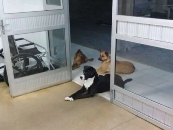 4只流浪狗追随流浪汉一起生活,流浪汉得病时,他们便在大门口等候