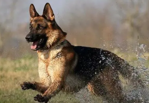 “上海警察上门抓德牧”成事件:警犬军犬的谣言为何大行其道?