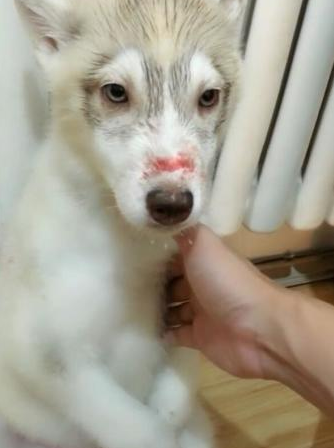 二哈出来打架输掉,觉得丢狗脸,鼻部负伤还被主人连番空袭