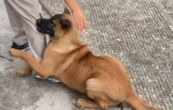 狗狗抱住小男孩就是不走,视频引发热议