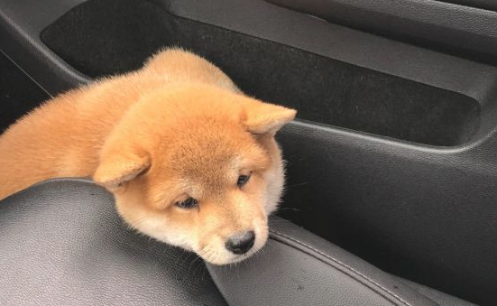 网友带柴犬出去玩,下车发觉不见了,当见到它的样子笑了