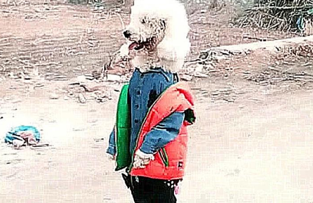 道上碰到一小孩子,的身上爬满白色狗毛,好奇心来到反面,一脸心痛