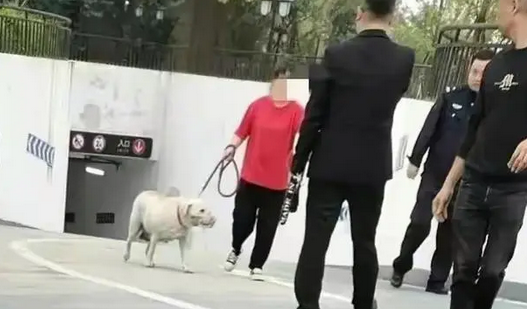 成都狗咬女童事件,白狗主人已道歉,黑狗被控制,主人疑似是女生