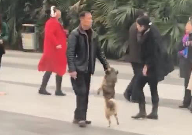 大爷拉着狗跳舞,男子在公共汽车看愣住,男子:狗还了解垫脚打转