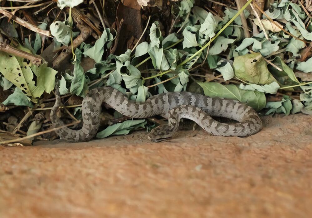 蛇岛腹身份信息