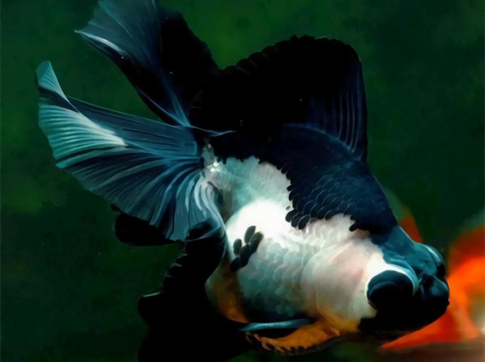 喜鹊花身份信息