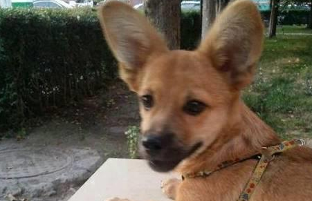 中华田园犬长大后大变样,大家看后直呼:真的是赚到了