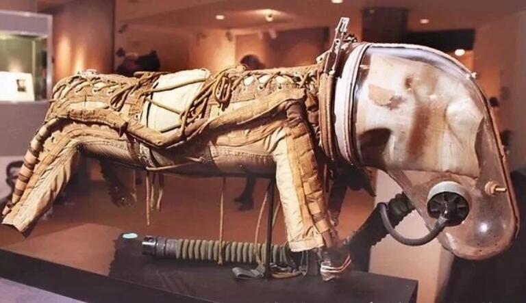 首位“航天英雄”：一只名叫莱卡的流浪犬，死亡原因令人唏嘘！