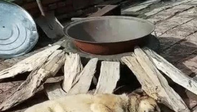 主人家装作要把狗狗炖了,兔子看到后赶忙也爬进了锅里,好有灵气!
