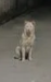 宠物犬路灯杆旁撒尿触电死亡谁担责_上海宠物犬便溺触电身亡,犬主向物业索赔!被认定均未尽义务
