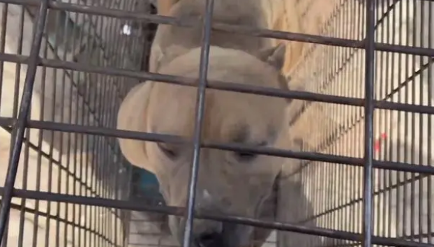 恶霸犬论斤被卖进了笼,幸亏遇到好心大哥