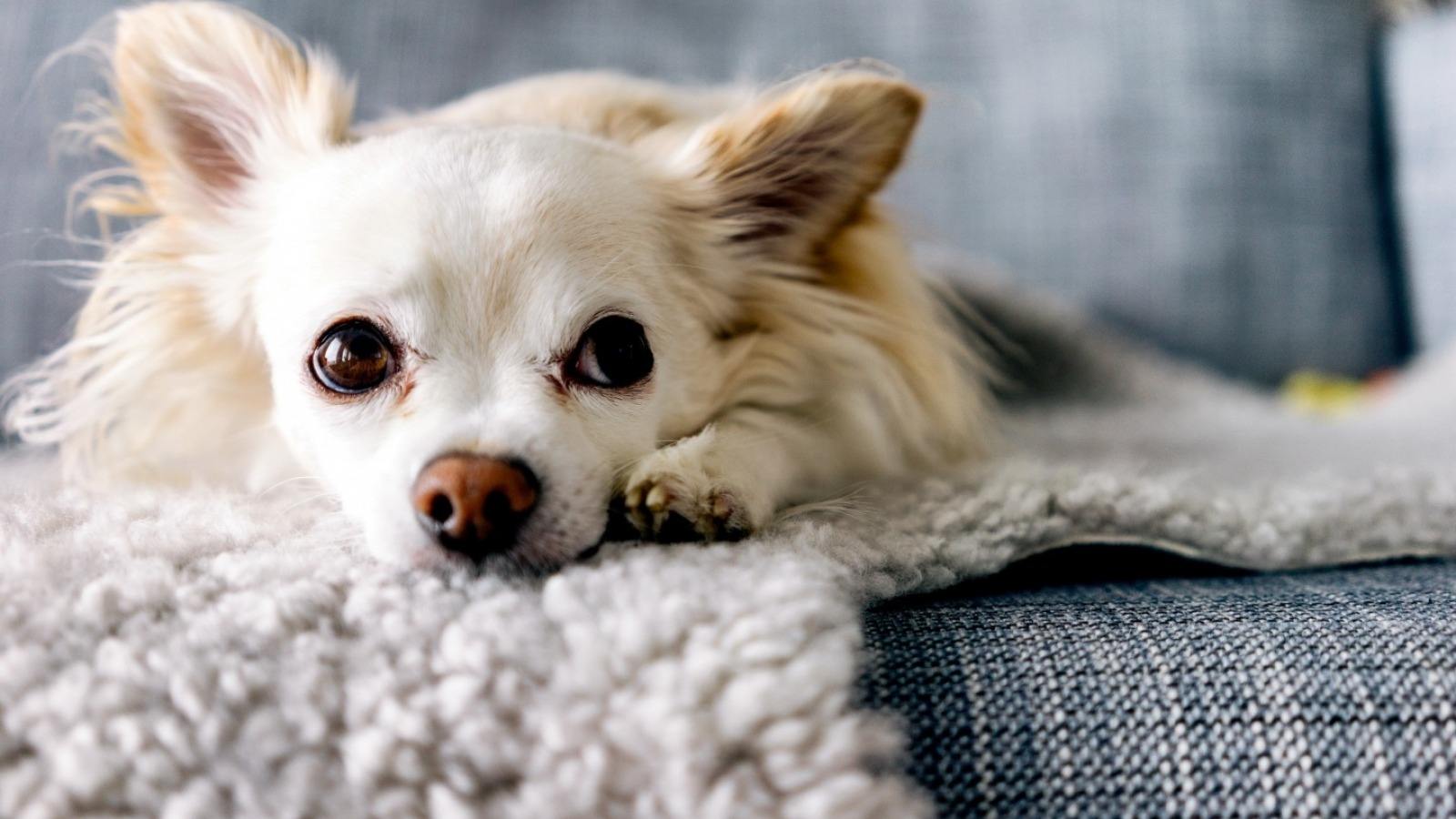 史宾格犬被丢在路边,拖着后腿追赶主人,主人头也不回转身离开
