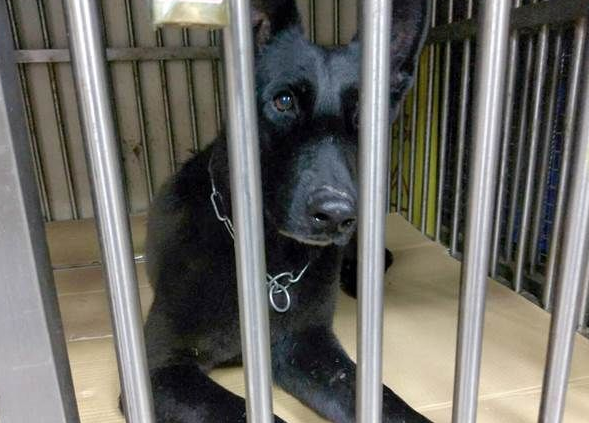 台两只搜救犬受训后回家受阻 缺证明滞留机场