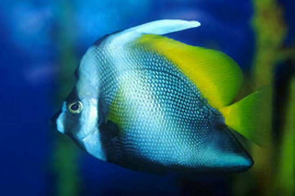 四带马夫鱼身份信息