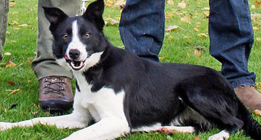 英国8.4万元狗成世界最贵牧羊犬