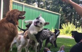 可爱大叔为狗狗们开校车,每天送狗狗上学,狗狗变得超积极去上学