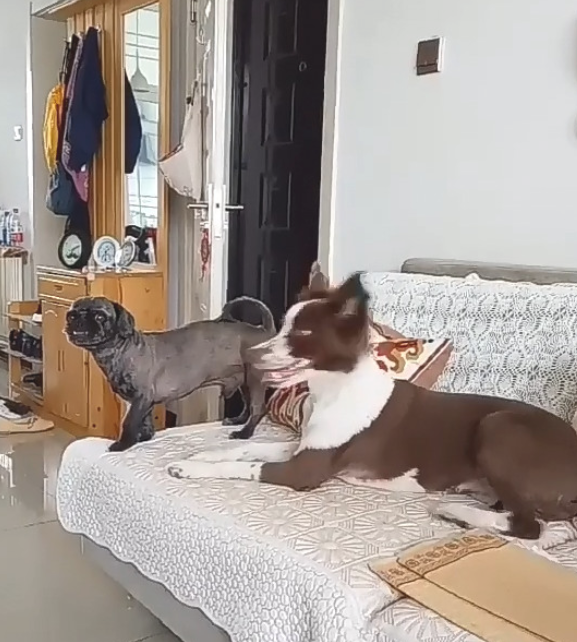 狗狗趁主人不留意,一把将斗牛犬推下布艺沙发