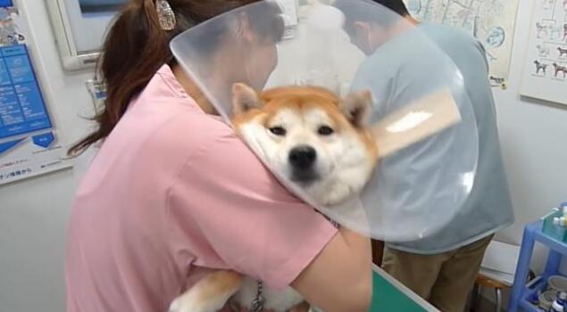 主人骗柴犬去打针,看到医生后态度就变了,狗:我要回家