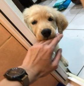 狗狗不能忍受和主人分离,即使是主人上厕所,它也要在门外哭泣
