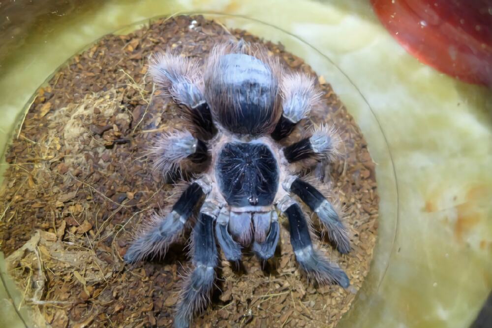 巴西红毛蜘蛛身份信息