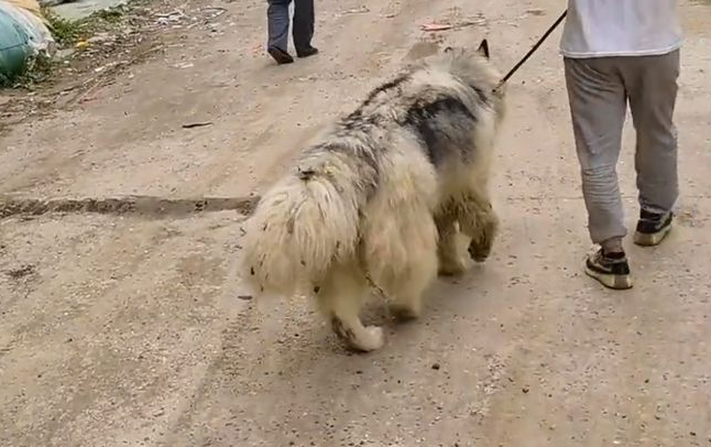 因偷吃鸭子,险被打死的阿拉斯加犬,靠近后发现原来它是如此温顺