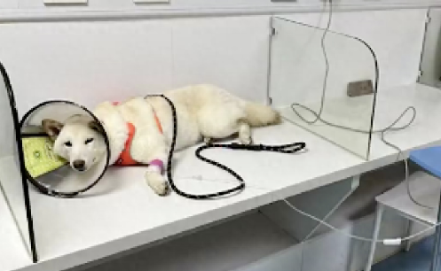 柴犬偷吃了70多粒布洛芬,主人花了5千将它抢救回来