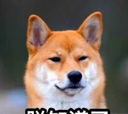 狗狗怎样饮食才健康，不会喂养也别喂死狗狗