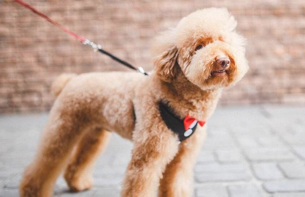 泰迪犬出現这5种个人行为,表明它要反抗你了,小心咬你!