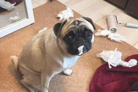 狗狗“沉迷撕纸”的5大缘故,在其中一个缘故,说出去怕你脸发红